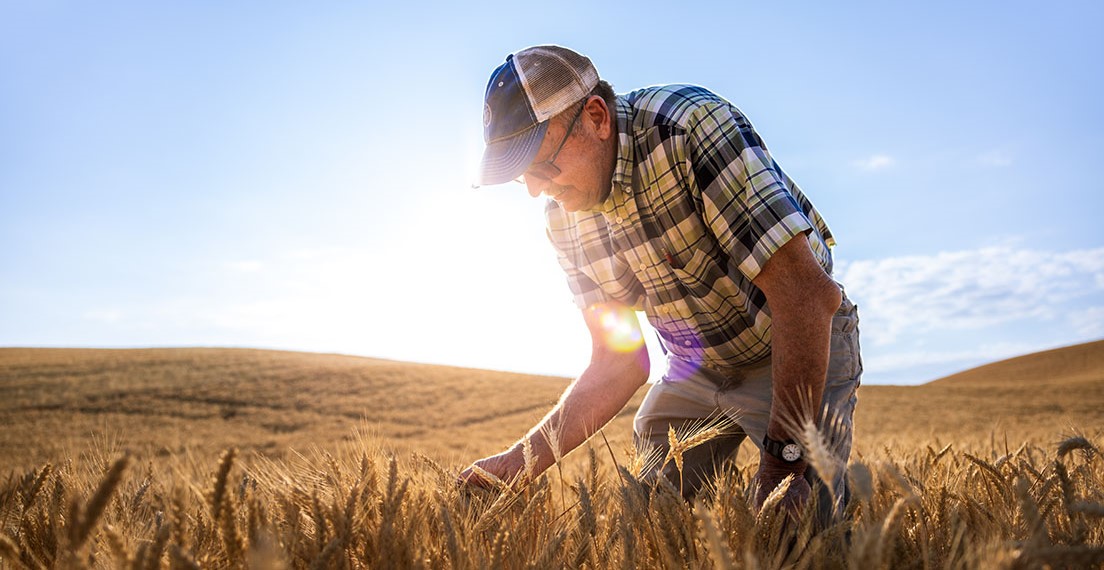 Photo is a man with a cap, sunglasses and plaid shirt bending down to see wheat plants in a mature wheat field.