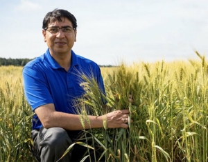 South Dakota State University wheat breeder Dunish Sehgal in a wheat field.