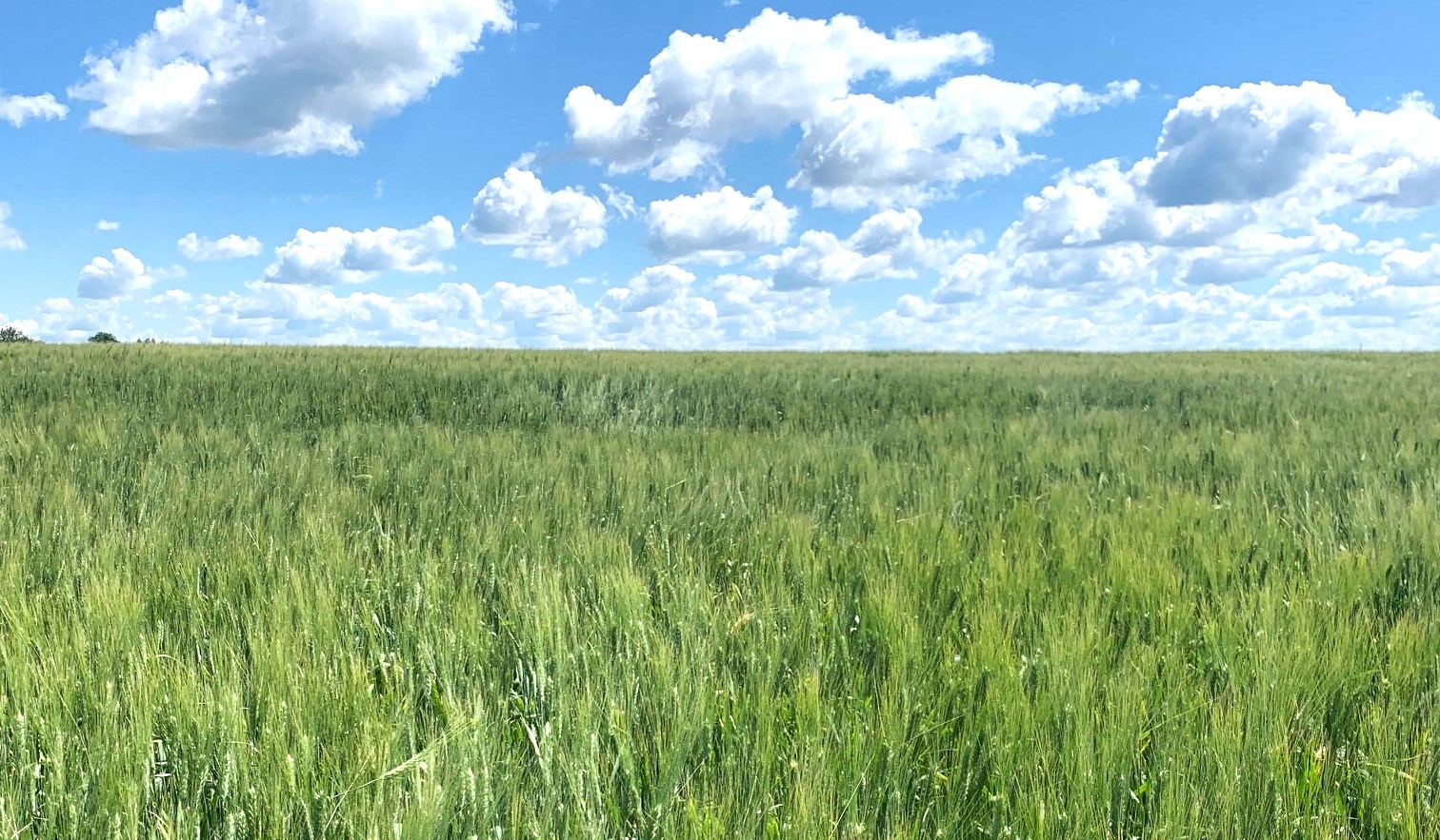 Photo from spring wheat tour of a high yield potential field near Tioga, North Dakota