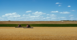 Hard White Wheat Harvest Narjes Nebraska