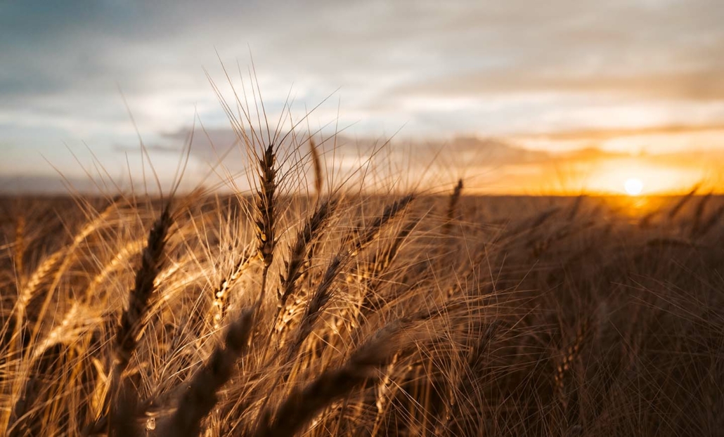 Image of a mature hard red winter wheat field in South Dakota in 2022 at sunset.