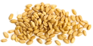 U.S. Club wheat kernels