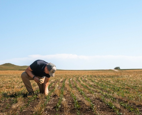 South Dakota wheat farmer Nick Jorgensen examines plants in a no-till wheat field in 2022.