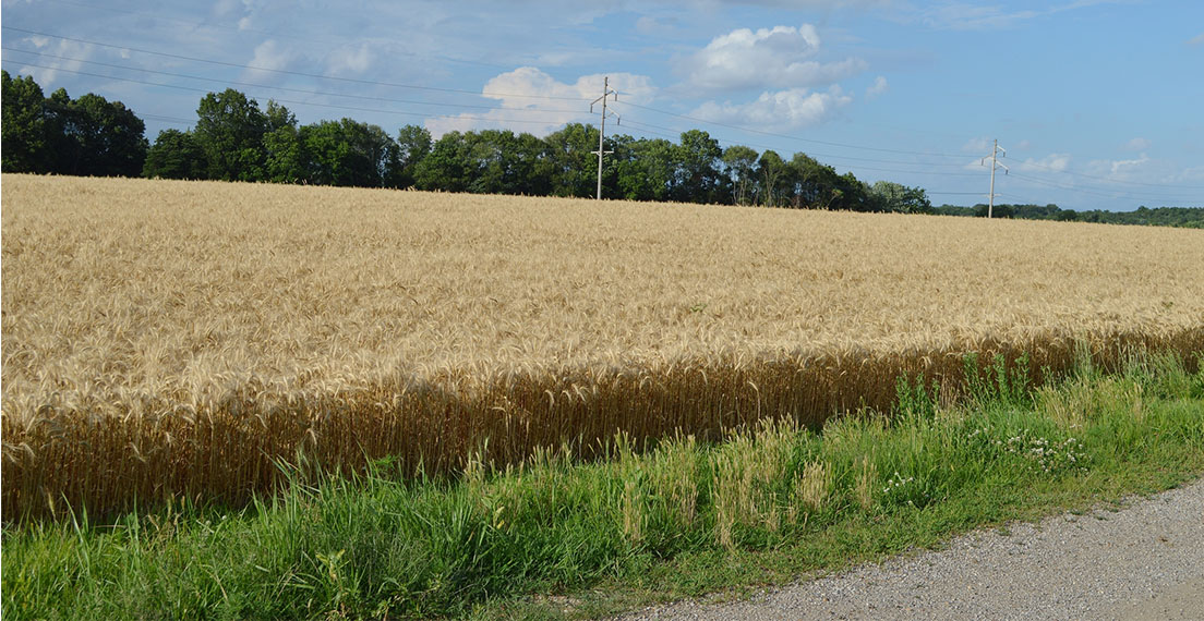 Illinois Wheat field.