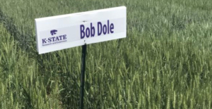 Photo of Bob Dole wheat variety - Courtesy Kansas Wheat