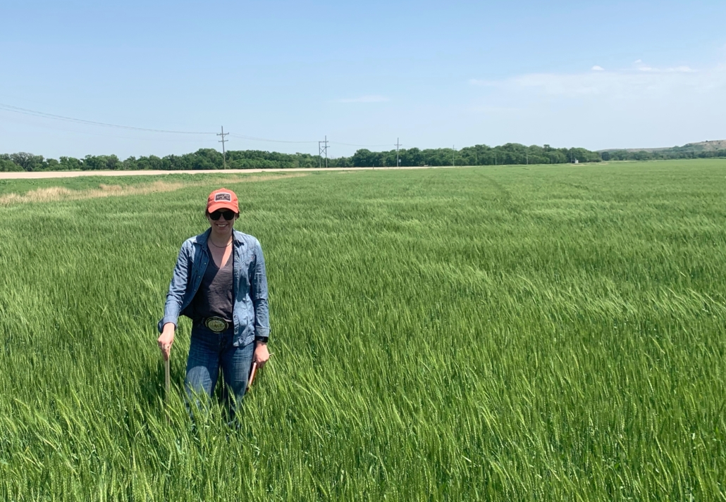Photo shows T. Ledford in a field estimating Kansas wheat crop.