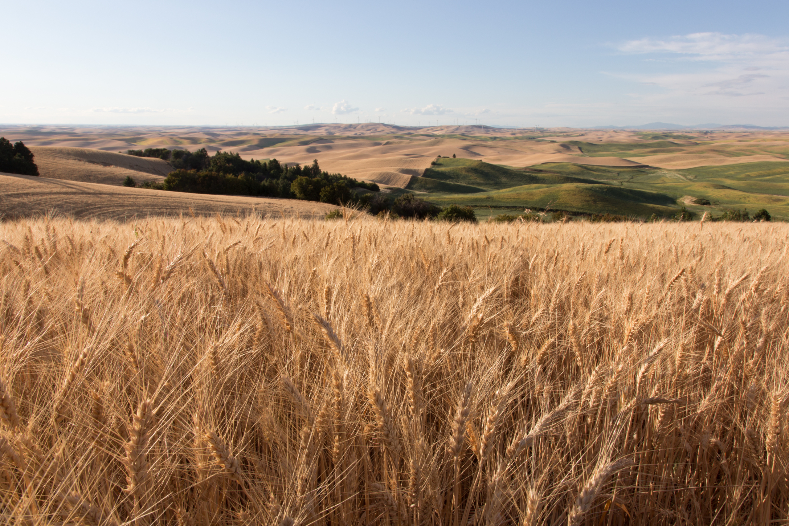 Soft white wheat in Washington State